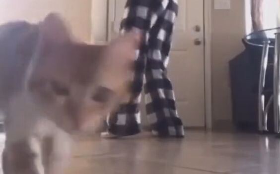 🐱: Demam dilarang