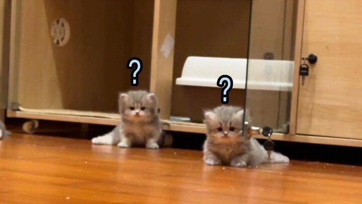 With just one trick, you’ll have a tour‑wearing little milk cat—even the clumsiest kitten can learn 