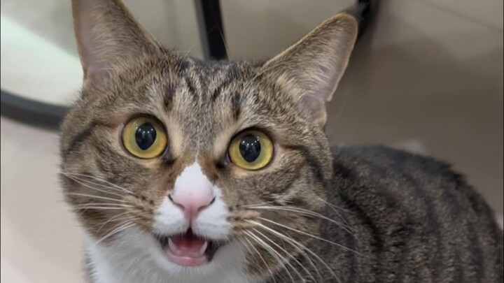 Every meow caught me by surprise.