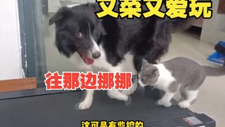 猫咪：我长这么大都没受过这么多委屈！