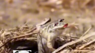 Frog: Who did I offend?
