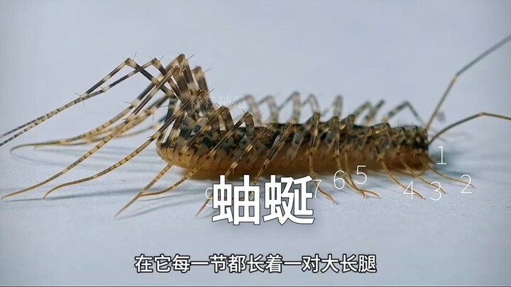 إذا صادفتَ دُودةَ الألفِ رجلٍ في منزلك، فعليكَ توخّي الحذر جيدًا؛ فقد تتسلّل إلى أذنك!