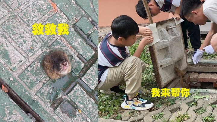 Con chồn bị kẹt dưới nắp cống, người đàn ông đưa tay cứu giúp, cư dân mạng: Tôi còn tưởng là “cổ vịt