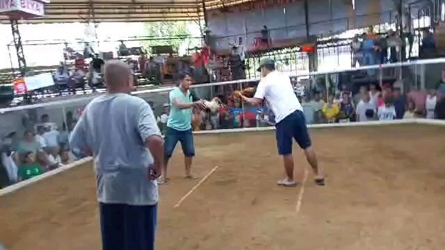 1cock tim champion 2 wins