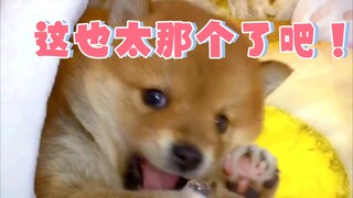 This dog... its cuteness has captivated me for three days and three nights.