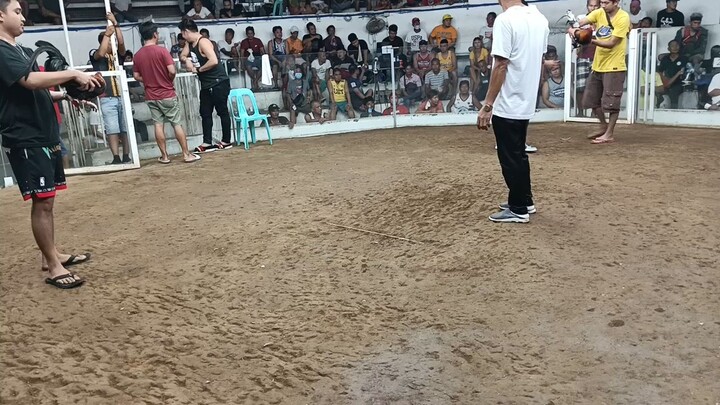 Broodcock win igay arena