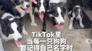 How on earth do so many dogs remember their own names? [Thinking] They're way too smart! Better send