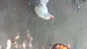 10 months old white kelso x allen roundhead  vs alimbuyugin