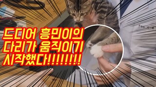 하지마비 고양이의 다리가 움직이기 시작했다!!/정신병자들의 승리!!/정신병 브이로그(Country Story of City Couple EP.527)