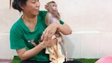 Big Monkey Sono Sucking Finger Look As Kid Duing Mom Dry Water And Wearing Diaper
