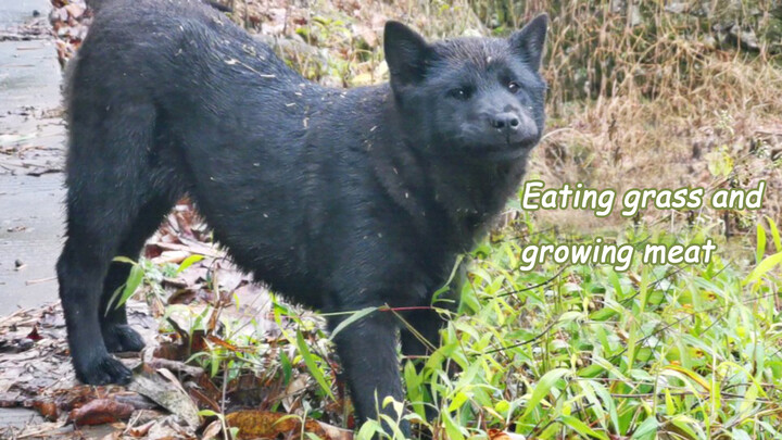 [Animal] [Dog] Eating Weeds by the Road