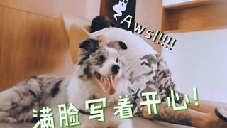 Setelah menjatuhkan pemilik anjing, si orang jahat malah ingin membawa kabur anjingnya? Apakah dia a