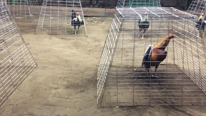 4stag