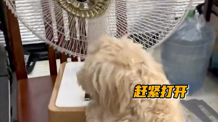 I don’t believe it—how can it be smarter than me? (Source: A Family with Fluffy Balls) #Pets #Dogs