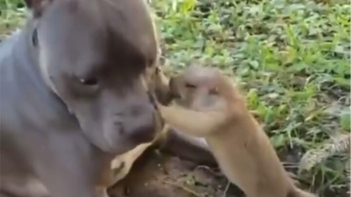 Chú chó cứ luôn làm phiền con marmot đang làm việc, hahaha bạn thật là phiền quá đi!!