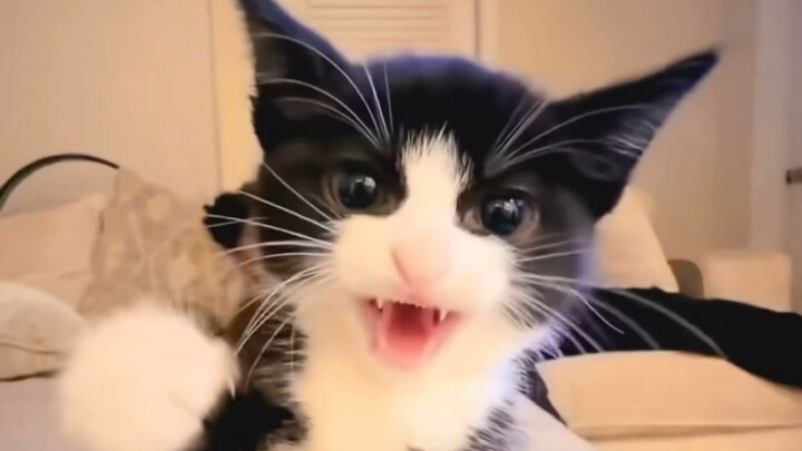 Compilation of Evil Kitty Punching People