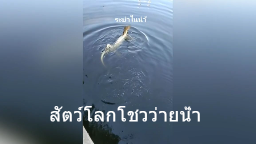 สัตว์โลกโชวว่ายน้ำ