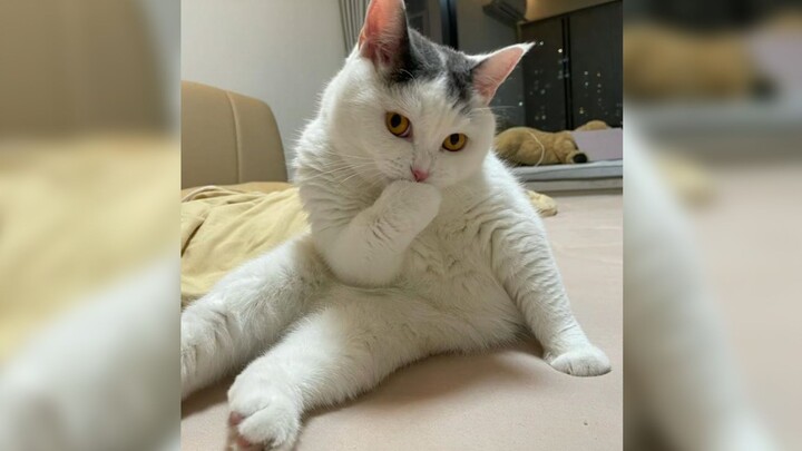 Betapa menggemaskannya si kucing kecil!