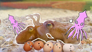 The cuttlefish in the fish tank are all laying eggs simultaneously!