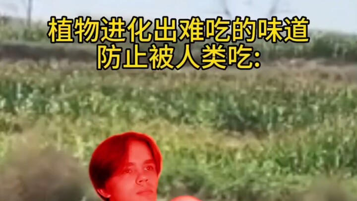 Aku duluan, ketumbar itu paling enggak enak.