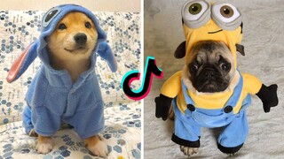 AWW 🥰 The Best Adorable Puppies in The Planet Makes Your Heart Melt 🐶| Cute Puppies