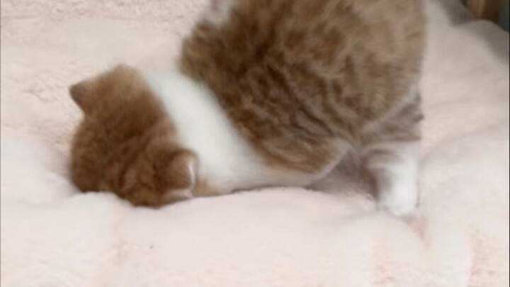 Big head, chubby butt, and two little paws like landmines.