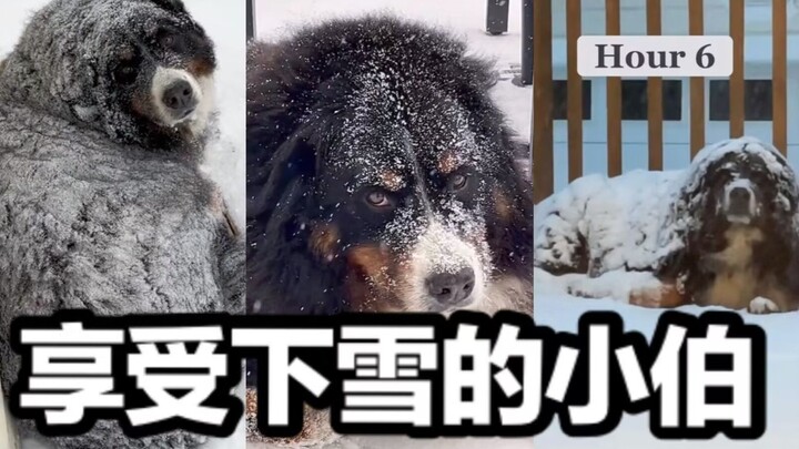 It's snowing—our Bernese Mountain Dog definitely won't come inside!