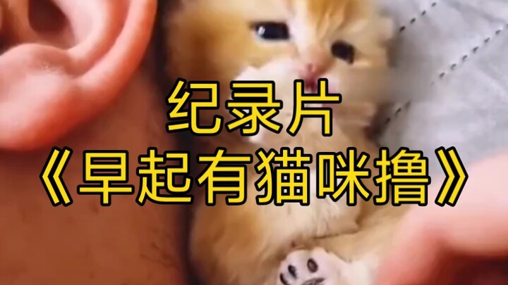 الوثائقي الضخم "عندما تستيقظ مبكرًا، هناك قططٌ للمسّ" مستمرٌ بالعرض لكم!