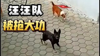 Paw Patrol: The chance to make a big impact was snatched away