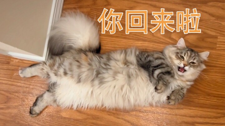 Mèo rừng Siberia | Mỗi ngày về nhà đều có bé mèo nhỏ ra cửa nũng nịu đón chào