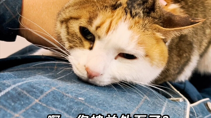 Wah… siapa yang tahan coba! Kucing kecil ini merasa dirugikan, jadi dia minta aku bantu membalaskan 