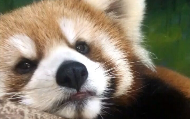 【Gấu trúc nhỏ】Mẹ ơi! Cô ấy đáng yêu quá! Con muốn đè cô ấy vào tường mà hôn luôn!!!