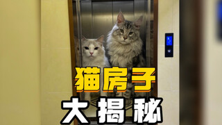 沉浸式体验猫房子