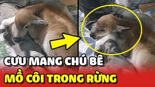 Hành trình CƯU MANG chú bê MỒ CÔI MẸ bị lạc trong rừng 😍 | Yêu Lu