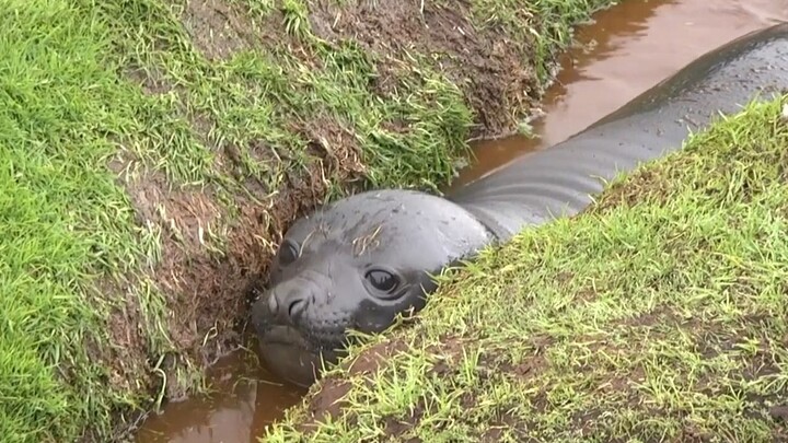 Little Seal: Why am I stuck?