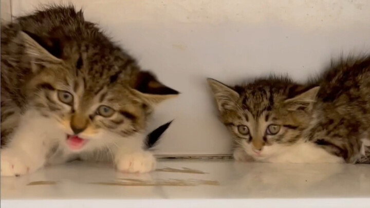 Flying Little Leopard Cat and the Adopter Fooled Twice in a Row