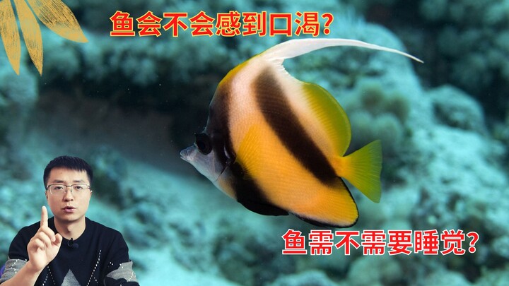 Apakah ikan merasa haus? Apakah ikan perlu tidur?