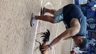 tibay