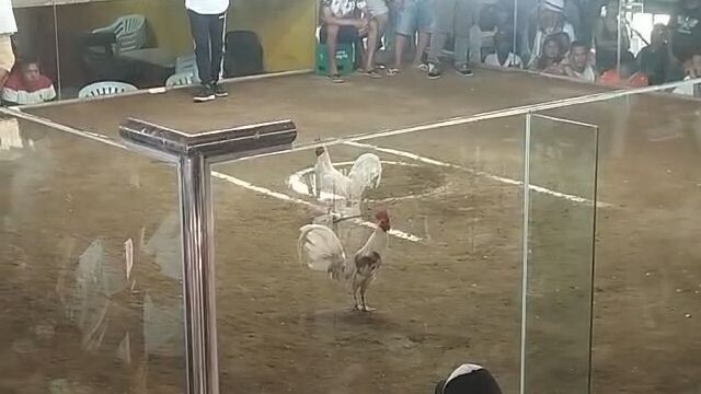 3/4White kelso 1/4Black 1st fight - Win