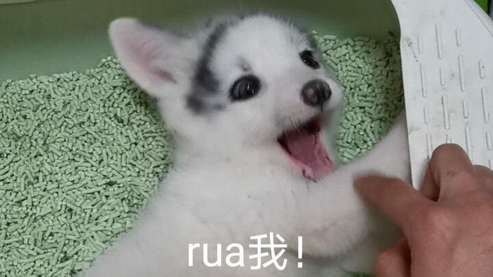 【จิ้งจอก】ติ๊ด บัตรทดลองเป็นพระเจ้าโจ้ว