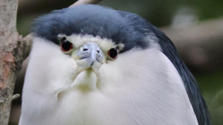 As expected, Master Ye is still better when he's chubby.