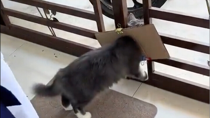 Biar kucing nggak kabur kemana-mana, cara sederhana tapi efektif haha...