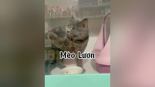 Mèo lươn là có thật mọi người ạ cat mèo