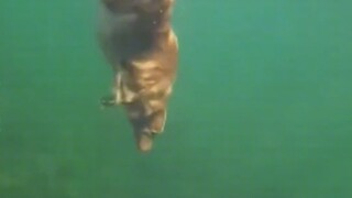 它居然还抬头出去猛吸了一口才下潜的!!#这操作都看傻了 #神奇动物在抖音 #狗子成精了 #动物成精系列