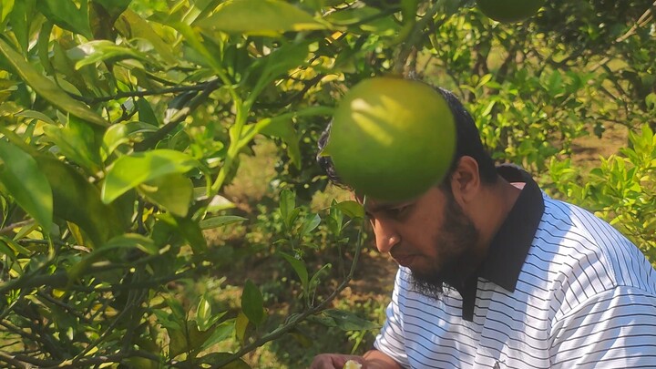 বাগান থেকে তাজা ফল সংগ্রহ | গ্রামের বাগানের