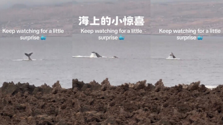 Aku melihat kejutan kecil di laut ini 💗