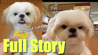 Borgy the Shih Tzu's First Salary- The Full Story ( Cute & Funny Dog Video)