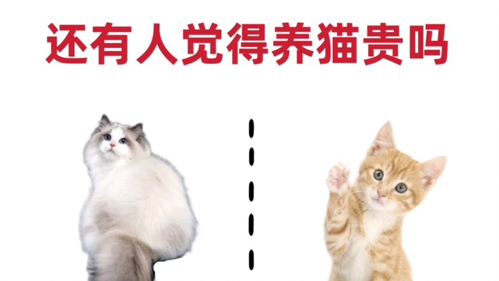 Người mới nuôi mèo | Có ai còn nghĩ mèo đắt không?