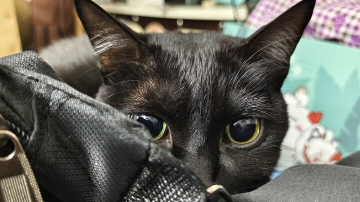 Cat Rules: Swift Cat’s Battle Cry Fails, and Yiji Becomes a Back-Up Dancer