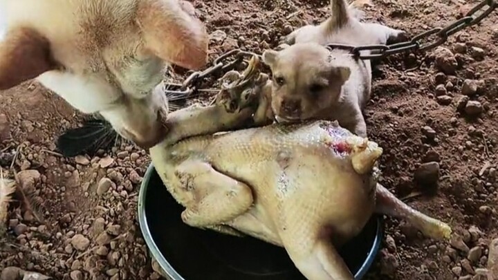 Chó: Vận may trời ban cuối cùng cũng đến lượt tao rồi!